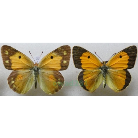 Colias croceus (Geoffroy, 1785) pair Szlaczkoń sylwetnik Czech2f
